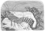 Lithography: common prawn (Palaemon serratus)