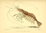 Common prawn (Palaemon serratus)