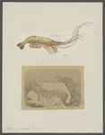Palaemon serrata = Palaemon serratus (common prawn)