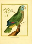 Perroquet, de la Havane = Amazona versicolor (Saint Lucia amazon)