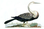 Anhinga melanogaster (Oriental darter)