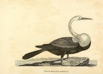 Black-bellied Anhinga = Oriental darter (Anhinga melanogaster)