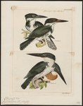 Ceryle amazona = Chloroceryle amazona (Amazon kingfisher)
