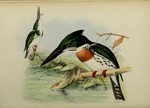 Ceryle amazonia (Amazon green kingfisher) = Chloroceryle amazona (Amazon kingfisher)