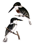 Chloroceryle americana (green kingfisher)