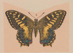 Corsican swallowtail (Papilio hospiton) [cropped]