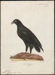Aquila vulturina = Aquila verreauxii (Verreaux's eagle)