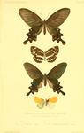 ...eri arboretorum (sailer butterfly), 2. Papilio plutonius = Byasa plutonius (Chinese windmill), 4