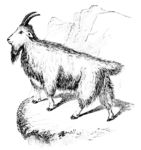 Oreamnos americanus (Rocky Mountain goat)