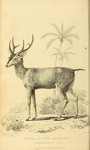Cervus mariannus = Rusa marianna (Philippine sambar, Philippine brown deer)