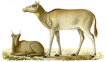 Elaphurus davidianus (Père David's deer)