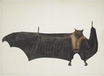 Great Indian Fruit Bat = Pteropus medius (Indian flying fox)