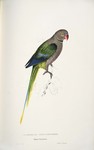 Palaeornis columboides = Psittacula columboides (blue-winged parakeet, Malabar parakeet)