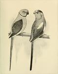 Palaeornis peristerodes = Psittacula columboides (Malabar parakeet), Psephotus multicolor = Psep...