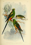 Psephotus multicolor = Psephotellus varius (mulga parrot), Psephotus haematonotus (red-rumped pa...