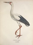 Ciconia jaburu = Ciconia maguari (maguari stork)