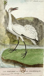 Le Maguari ou Cigogne d'Amérique = Ciconia maguari (maguari stork)