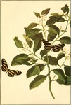 Heliconius charitonius (Zebra Butterfly) = Heliconius charithonia (zebra longwing)