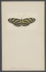 Heliconia charitonia = Heliconius charithonia (zebra longwing)