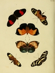 Papilio marthesia = Siderone galanthis (red-striped leafwing), Papilio melpomene = Heliconius me...