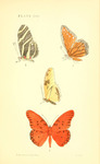 Heliconia charitonia = Heliconius charithonia (zebra longwing butterfly), Danais berenice = Dana...