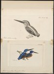 Alcedo meningting = Alcedo meninting (blue-eared kingfisher)