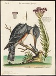 Ceryle alcyon = Megaceryle alcyon (belted kingfisher)