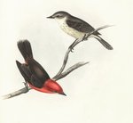 Pyrocephalus rubinus nanus = Pyrocephalus nanus (Darwin's flycatcher)