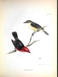 Pyrocephalus nanus (Darwin's flycatcher)