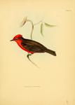 Pyrocephalus parvirostris = Pyrocephalus rubinus (scarlet flycatcher)