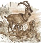 Bezoar ibex (Capra aegagrus aegagrus)