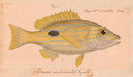 Mesoprion quinquelineatus = Lutjanus quinquelineatus (five-lined snapper)