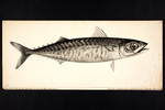 Scomber australasicus (blue mackerel)