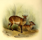 Cephalophus doriae = Cephalophus zebra (zebra duiker)