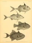 ...-spined tripodfish); 3. Balistes maculatus = Canthidermis maculata (Rough triggerfish); 4. Balis