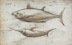 Atlantic bluefin tuna (Thunnus thynnus), Swordfish (Xiphias gladius)