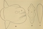 Masturus lanceolatus (sharptail mola)