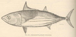 Gymnosarda pelamis = Katsuwonus pelamis (skipjack tuna)