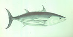 Scomber pelamys = Katsuwonus pelamis (skipjack tuna)