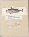 Thynnus pelamys = Katsuwonus pelamis (skipjack tuna)