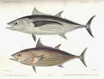 Thynnus alalonga = Thunnus alalunga (albacore); Scomber pelamys = Katsuwonus pelamis (skipjack t...