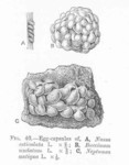 Egg capsules: Tritia reticulata (netted dog whelk), Buccinum undatum (common whelk), Neptunea an...