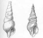 Neptunea antiqua (red whelk), Buccinum undatum (common whelk)