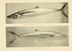 King mackerel (Scomberomorus cavalla), Atlantic Spanish mackerel (Scomberomorus maculatus)