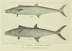 King mackerel (Scomberomorus cavalla), Cero mackerel (Scomberomorus regalis)