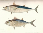 Thynnus thunina = Euthynnus alletteratus (little tunny); Thynnus brachypterus = Sarda sarda (Atl...