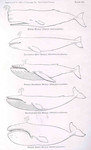 ... Gray Whale (Eschrichtius robustus), Humpback Whale (Megaptera novaeangliae), Blue Whale (Balaen