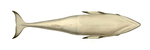 common minke whale (Balaenoptera acutorostrata)