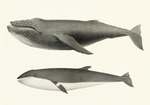 ...umpback whale), Balaenoptera davidsoni = Balaenoptera acutorostrata (common minke whale)
