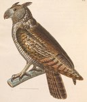 Strix macrorhyncha = Bubo virginianus nacurutu (South American great horned owl)